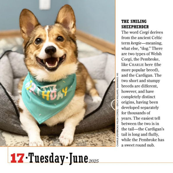 365 Dogs Page-A-Day Calendar 2025: The World's Favorite Dog Calendar