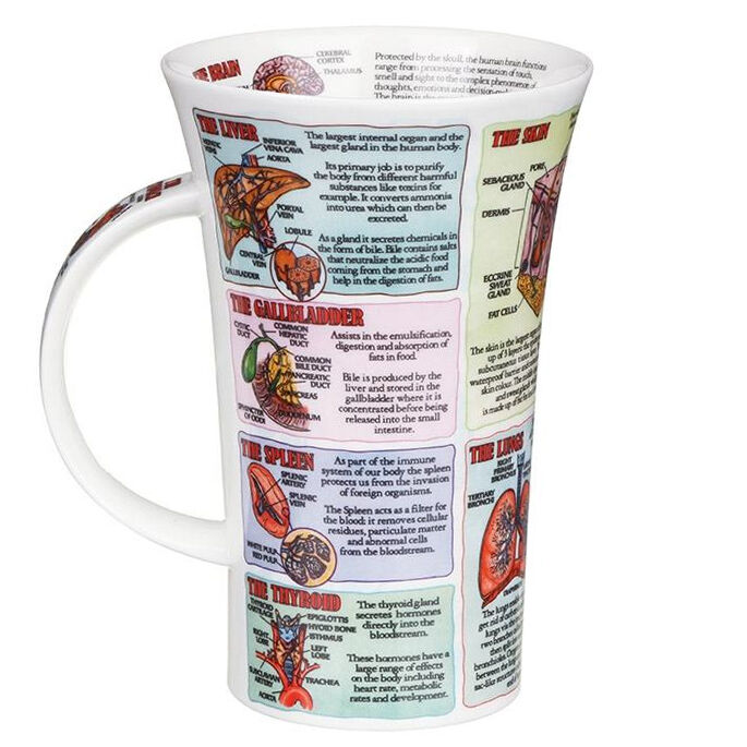 Organs Of Human Body Fine Bone China Mug Glencoe Style