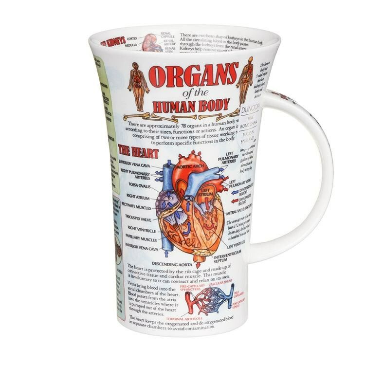 Organs Of Human Body Fine Bone China Mug Glencoe Style